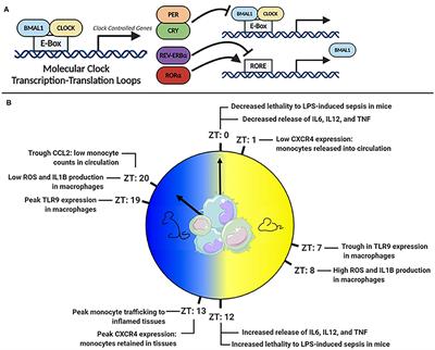 Innate Rhythms: Clocks at the Center of Monocyte and Macrophage Function